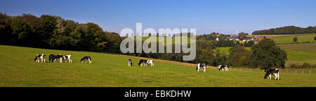 Gli animali domestici della specie bovina (Bos primigenius f. taurus), bovini di razza Holstein in un pascolo, in Germania, in Renania settentrionale-Vestfalia, Sauerland, Halver Foto Stock