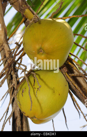 Palma da cocco (Cocos nucifera), noci di cocco su un albero, Sri Lanka Foto Stock