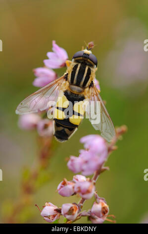 Hoverfly (Helophilus trivittatus), seduto su un fiore, Germania, Bassa Sassonia Foto Stock