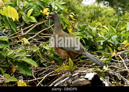 Chaco Chachalaca (Ortalis canicollis pantanalensis), seduta in rami, Brasile, Mato Grosso, Pantanal Foto Stock