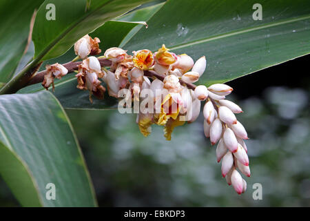 Lo zenzero Shell, luce galangal, Porcellana Rosa lily, Shell fiore, variegata di zenzero, Butterfly ginger (Alpinia zerumbet), infiorescenza Foto Stock