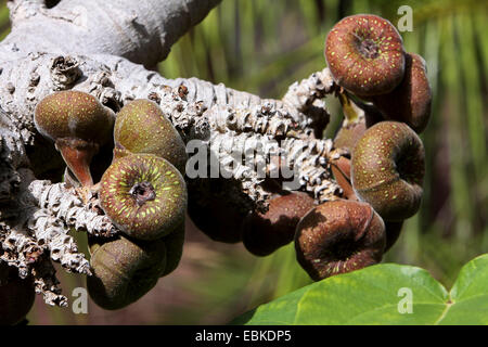 A orecchio di elefante fig tree (Ficus auriculata, Ficus roxburghii), la frutta in una struttura ad albero Foto Stock