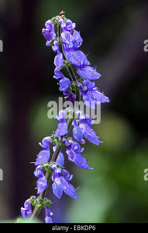 Coleus indiano (Plectranthus barbatus, Coleus forskohlii), infiorescenza, Spagna, Botanischer Garten Foto Stock