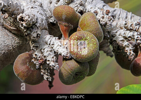 A orecchio di elefante fig tree (Ficus auriculata, Ficus roxburghii), la frutta in una struttura ad albero Foto Stock