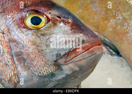 Dusky cernie, dusky pesce persico (Epinephelus marginatus), Dusky cernie sul mercato del pesce, Isole Canarie, Tenerife Foto Stock