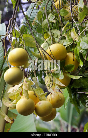 Pomelo, Cinese pompelmo, pummelo, pommelo, Lusho frutta, jabong, shaddock (Citrus grandis, Citrus maxima), pomeli su un albero, Isole Canarie, Tenerife, Botanischer Garten Foto Stock