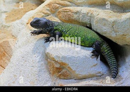 Spinosa africana-tailed lizard, Dabbs mastigure (Uromastyx acanthinurus, Uromastyx acanthinura), seduta su roccia Foto Stock