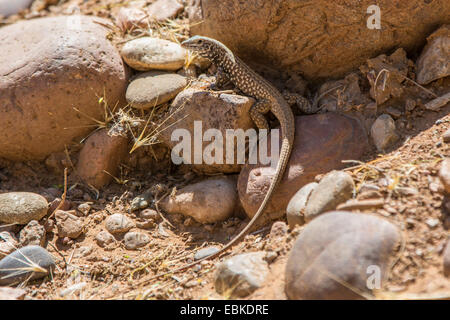 Western Whiptail, costiere occidentali, Whiptail Whiptail in marmo (Cnemidophorus tigri, Aspidoscelis tigri), seduto tra i sassi su suolo asciutto terra, USA, Arizona, Sonora Wueste, Phoenix Foto Stock