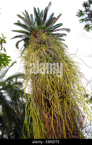 Selenicereus (Selenicereus wercklei, selenicereus wercklii), che cresce su un tronco di Palma, Canarie, Tenerife Foto Stock