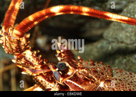 Le aragoste, gamberi comune europeo, aragosta, aragosta, langouste (Palinurus elephas, Palinurus vulgaris), ritratto Foto Stock