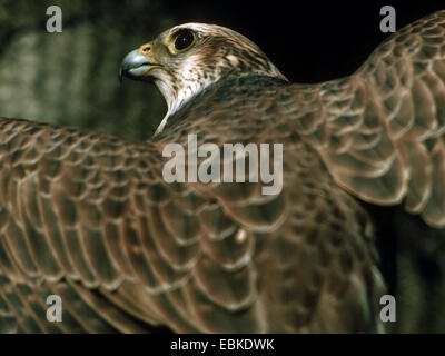 Saker falcon (Falco cherrug), close-up con alette aperte Foto Stock