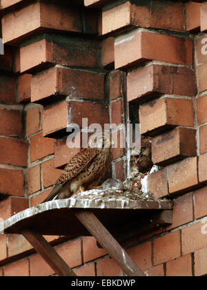 Comune di gheppio (Falco tinnunculus), Adulto con la preda al nido con pulcino , Germania Foto Stock