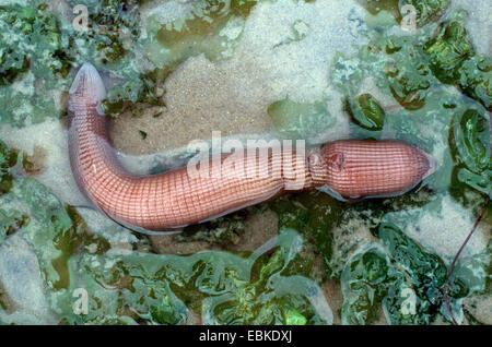 Worm marini, arachidi worm (Sipunculus nudus, giacenti in acque poco profonde sulla sabbia tra le alghe Foto Stock