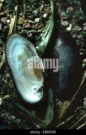 Perla cozza (perla scozzese mussel), orientale pearlshell (Margaritifera margaritifera), shell con perla in corrispondenza del bordo superiore giacente nel limo Foto Stock