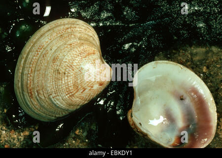 Striped venus, pollo Venere (Chamelea gallina, Venus gallina, Chione gallina), gusci tra sabbia bagnata e alghe Foto Stock