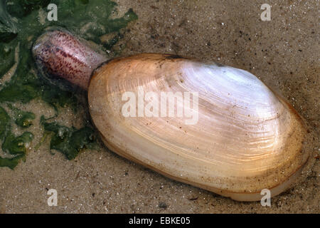 Lontra comune clam (Lutraria lutraria), con il sifone esteso a un'alga nella sabbia Foto Stock