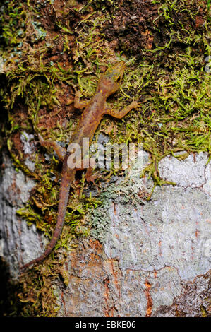 Gecko tropicali specie (Cnemaspis spec.), seduto sulla roccia di muschio, Sri Lanka, Sinharaja Forest National Park Foto Stock