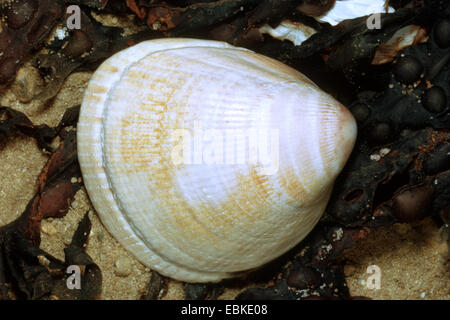 Norvegia cockle, norvegese increspature (Laevicardium crassum, crassum Cardium), conchiglie sulla sabbia e alghe Foto Stock