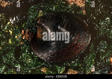 Cyprine islandese, Islanda cyprina, oceano quahog (Arctica islandica), shell giacente sulla sabbia bagnata tra le alghe Foto Stock