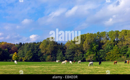 Gli animali domestici della specie bovina (Bos primigenius f. taurus), cattles pascolare su un pascolo di fronte a una foresta autunnale, Germania, Bassa Sassonia Foto Stock