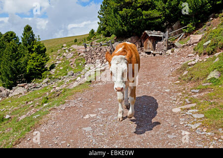 Gli animali domestici della specie bovina (Bos primigenius f. taurus), di vitello a piedi su un percorso, Italia, Alto Adige, Dolomiti Foto Stock