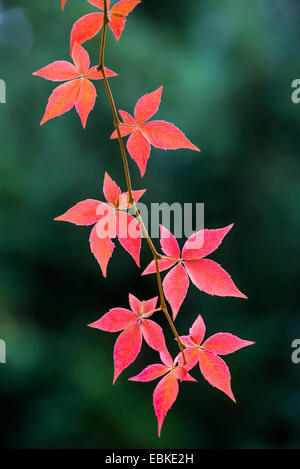 Falso Virginia-superriduttore (Parthenocissus inserta, Parthenocissus quinquefolia agg.), foglie di autunno, Germania Foto Stock