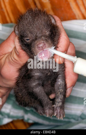 Cane procione (Nyctereutes procyonoides), orfano cucciolo di allevamento a mano e l'alimentazione con latte speciale, Germania Foto Stock