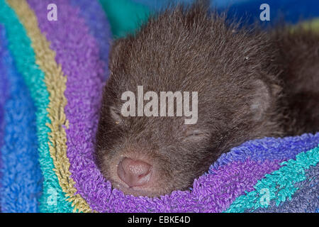 Cane procione (Nyctereutes procyonoides), orfano cucciolo dorme in un asciugamano, Germania Foto Stock