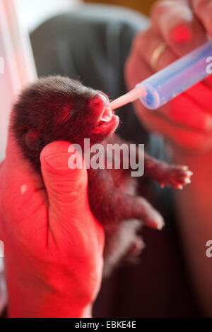 Cane procione (Nyctereutes procyonoides), orfano cucciolo di allevamento a mano e l'alimentazione con latte speciale, Germania Foto Stock