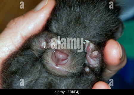 Cane procione (Nyctereutes procyonoides), orfano cucciolo dorme in una mano, Germania Foto Stock