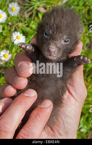 Cane procione (Nyctereutes procyonoides), l'educazione a mano di orfani pup diventando massaggiare la pancia per favorire la digestione, Germania Foto Stock