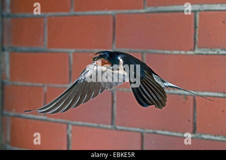 Barn swallow (Hirundo rustica), volare con la preda nel becco, in Germania, in Renania settentrionale-Vestfalia Foto Stock