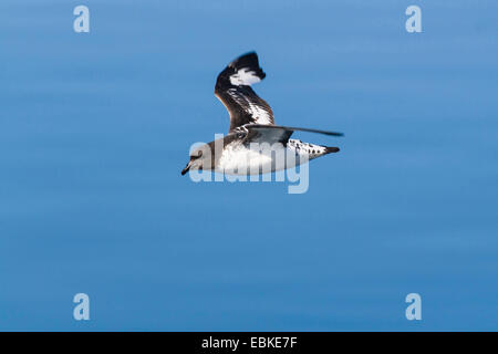 Pintado petrel, Antartico cape petrel (Daption capense), volare sopra il mare, Antartide Foto Stock