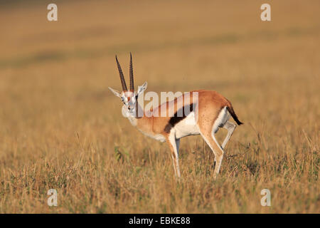 Maschio di Thomson gazzella sul Masai Mara Kenya Foto Stock