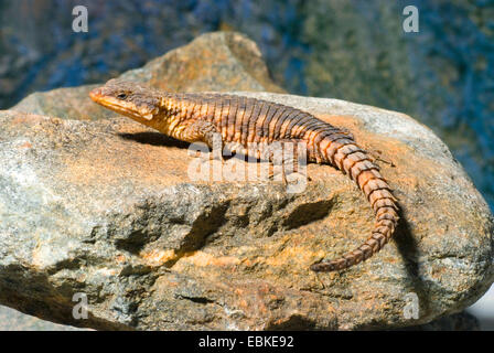 East African spinoso-tailed lizard, tropicali cinto lizard (Cordylus tropidosternum), su una pietra Foto Stock