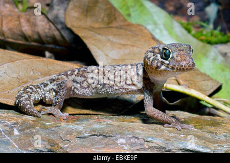 Bow-dita (Gecko Cyrtodactylus chanhomeae), su una pietra Foto Stock