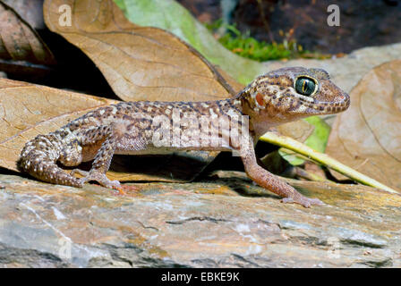 Bow-dita (Gecko Cyrtodactylus chanhomeae), su una pietra Foto Stock