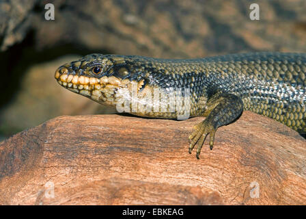 Tree skink (Egernia striolata), ritratto Foto Stock