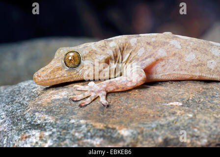 Gecko di marmo, in marmo gecko di velluto, in marmo Gecko meridionale, australiano gecko in marmo, Australian artigliato gecko (Phyllodactylus marmoratus, Christinus marmoratus, Gekko marmorata, Gekko marmoratus), ritratto Foto Stock