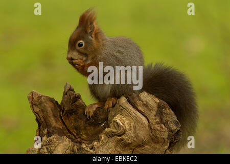 Unione scoiattolo rosso, Eurasian red scoiattolo (Sciurus vulgaris), seduti su deadwood a rosicchiare una nocciola, Germania Foto Stock