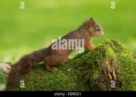 Unione scoiattolo rosso, Eurasian red scoiattolo (Sciurus vulgaris), pup su un albero di intoppo, Germania Foto Stock