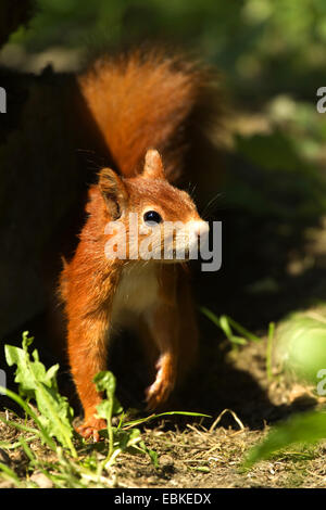 Unione scoiattolo rosso, Eurasian red scoiattolo (Sciurus vulgaris), passeggiate in un prato a secco, Germania Foto Stock