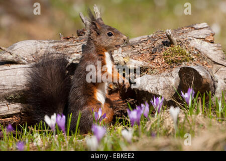 Unione scoiattolo rosso, Eurasian red scoiattolo (Sciurus vulgaris), seduto su un albero di impigliarsi in un prato con fioriture di crochi guardando intorno, Svizzera dei Grigioni Foto Stock