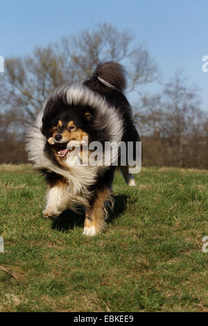 Con i capelli lunghi Collie (Canis lupus f. familiaris), in esecuzione attraverso il prato con stick in snout Foto Stock