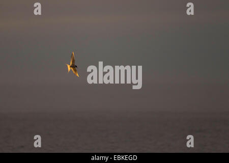 Arctic Tern (sterna paradisaea), in volo sopra il mare, Norvegia Isole Svalbard Foto Stock