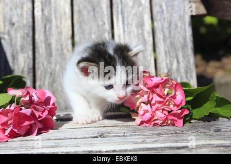 Il gatto domestico, il gatto di casa (Felis silvestris f. catus), gattino seduto su una tavola di legno sedia da giardino circondato da fiori di rosa, Svizzera Foto Stock