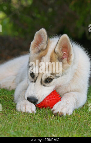 Siberian Husky (Canis lupus f. familiaris), cucciolo mordere in una sfera rossa Foto Stock