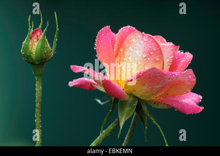 Rose ornamentali (Rosa spec.), rosa con gocce d'acqua Foto Stock