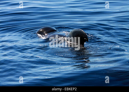 Alalonga Balene Pilota, pothead balena, caaing balena, longfin Balene Pilota, Atlantico Balene Pilota, blackfish (Globicephala melas, Globicephala melaena), swimmung sulla superficie dell'acqua, Isole Canarie, Tenerife Foto Stock