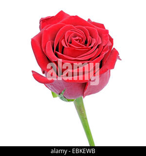 Rose ornamentali (Rosa spec.), spaccato di una rosa rossa Foto Stock